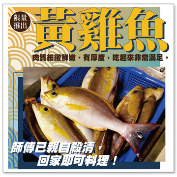 [生鮮]黃雞魚(一尾裝)產品圖